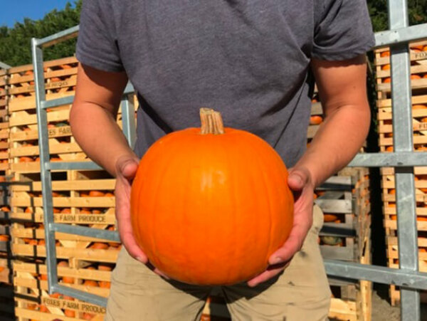 Medium sized pumpkin
