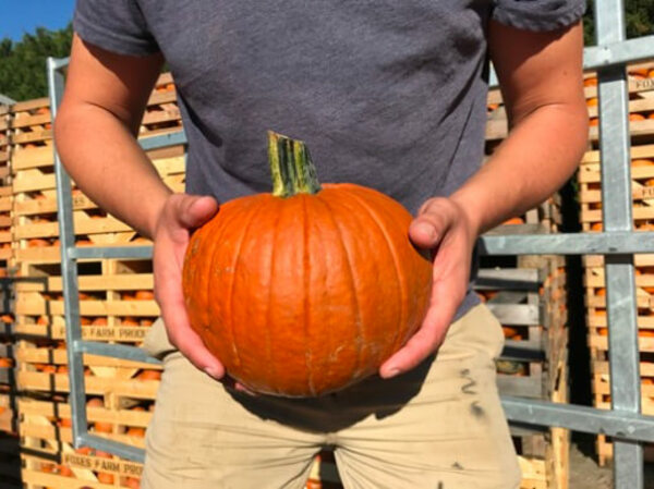 Standard size pumpkin