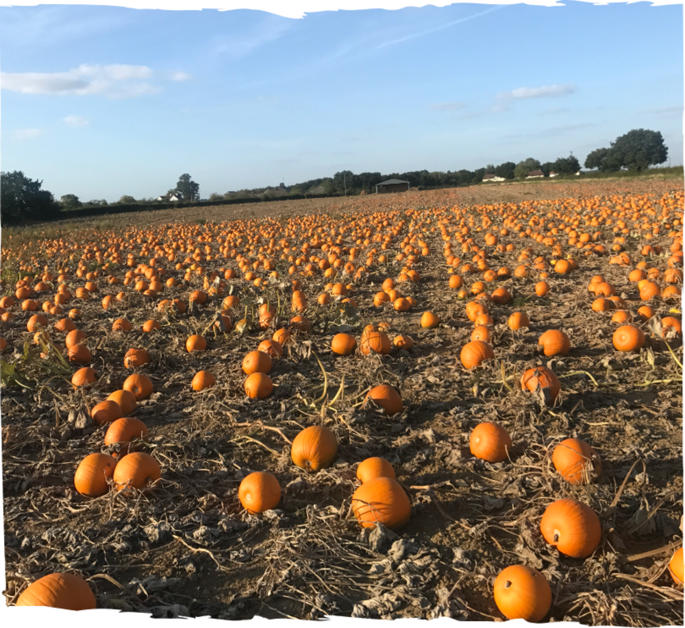 Field full of pumpkins